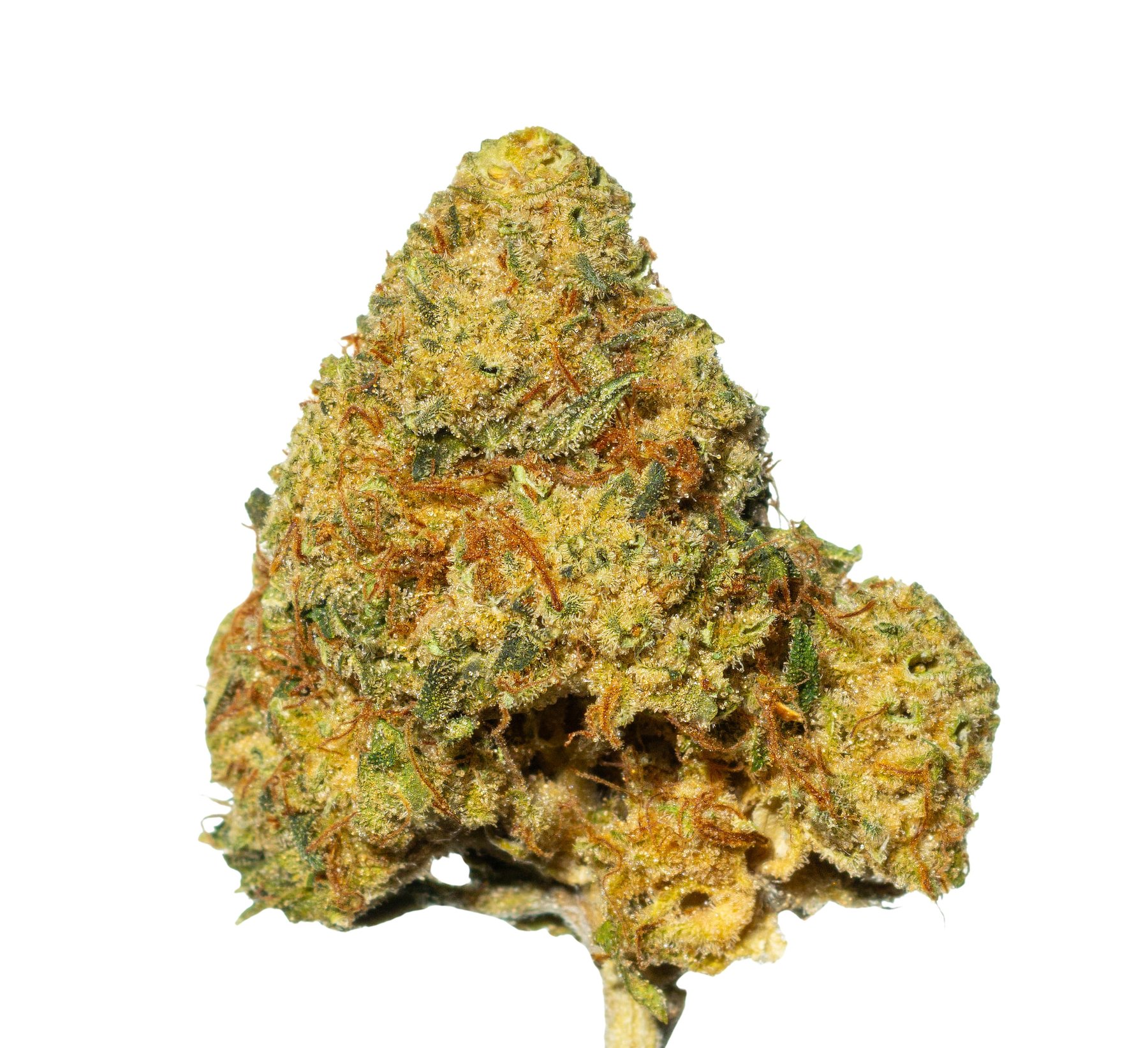 Pedanios 22/1 Ghost Train Haze Online Kaufen