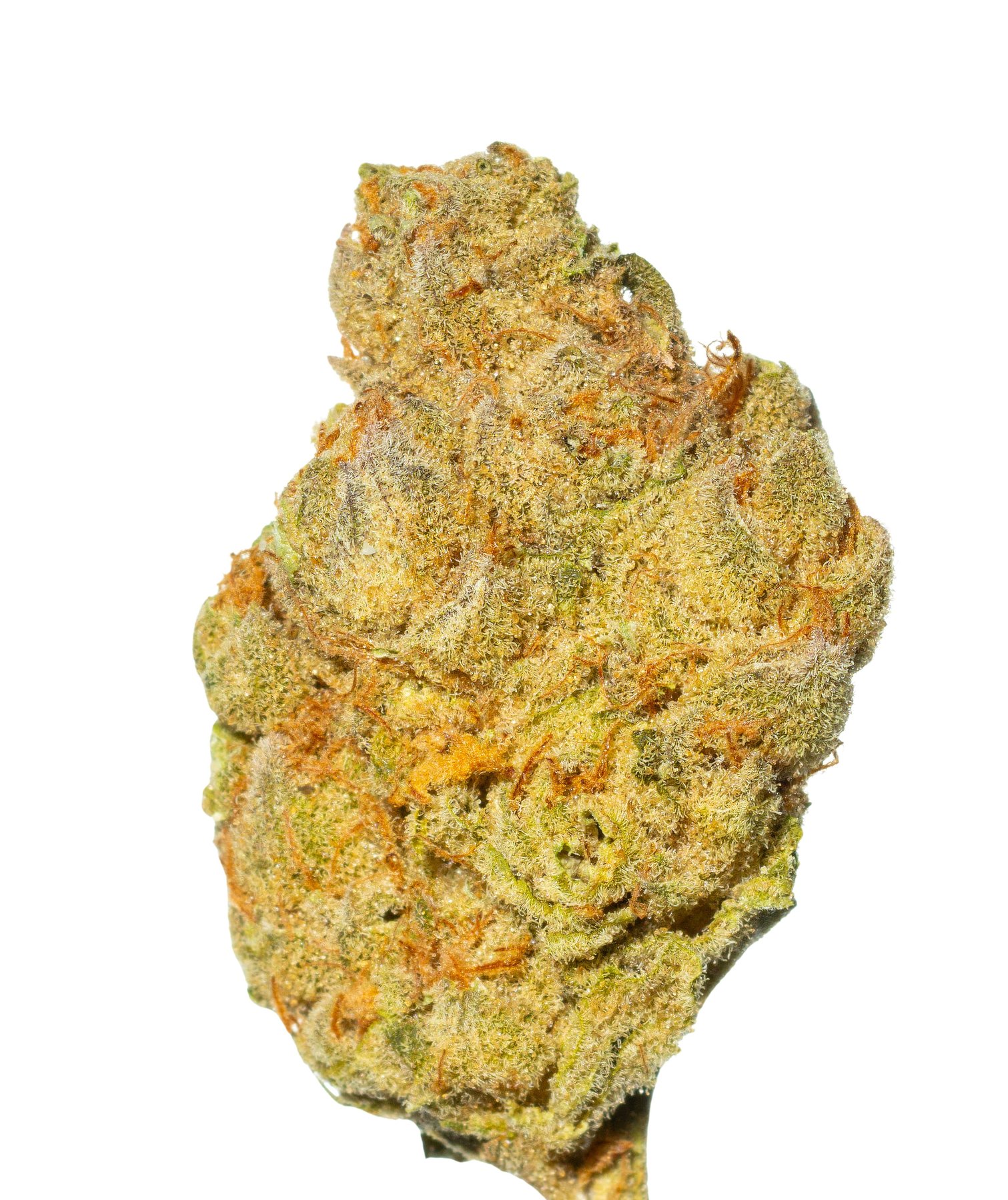 Cannamedical Indica classic ZAF Black Cherry Punch Online Kaufen