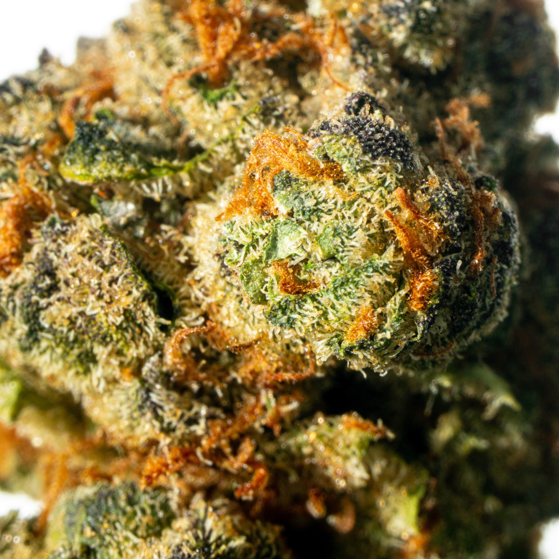 Cannamedical Indica Classic 20/1 ZAF Dank Wafers Online Kaufen