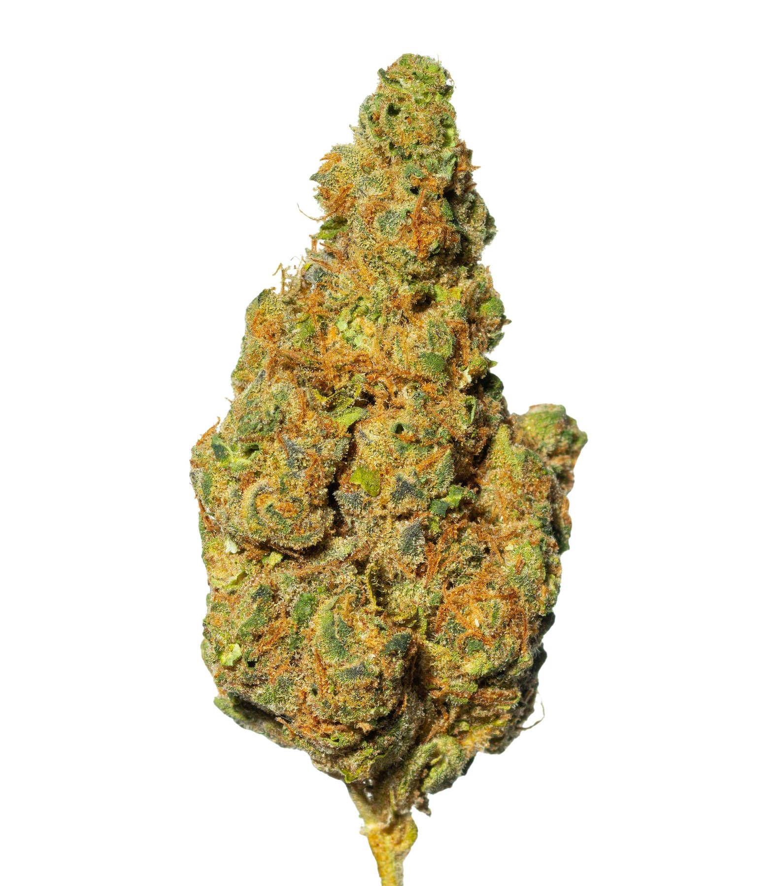 Bava med 21/1 PLA DO Platinum Dosi-Dos Online Kaufen